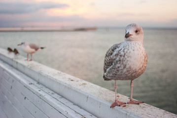 seagull on a pier at the seaside