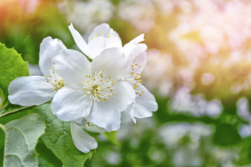 White jasmine The branch delicate spring flowers