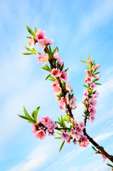 Rows of blooming peach trees