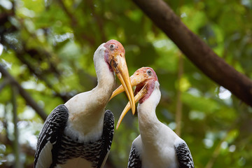 Pair of painted storks (mycteria leucocephala) sitting together on a tree and crossing beaks. 