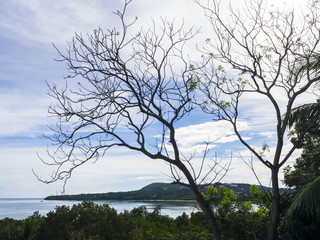 Fototapeta na wymiar Dry tree on beautiful dramatic sky