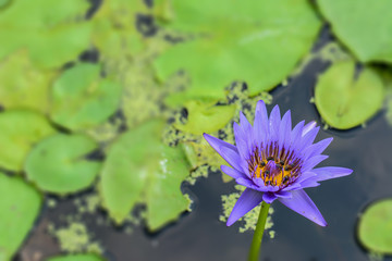 Blossom blue lotus flower on the water with bee