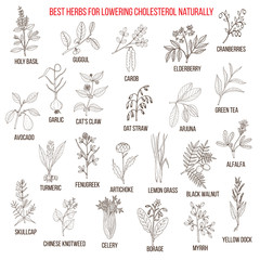 Fototapeta na wymiar Best medicinal herbs for lowering cholesterol