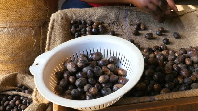Sortieren von Muskatn&uuml;ssen in Handarbeit auf Grenada