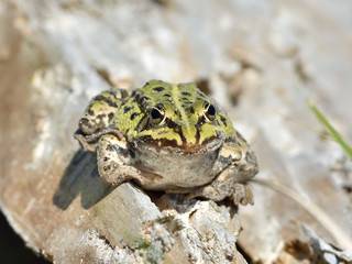 Edible frog (Pelophylax kl. esculentus)