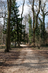 Fototapeta premium forest park