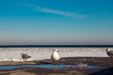 Seagulls on a pier in winter