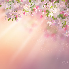 Obraz na płótnie Canvas Spring Apple blossom