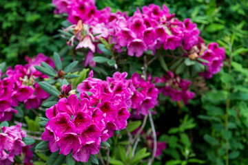 Obraz premium Bright Purple Rhododendrons