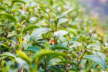 Obraz premium Fresh green tea leaves close up on highland