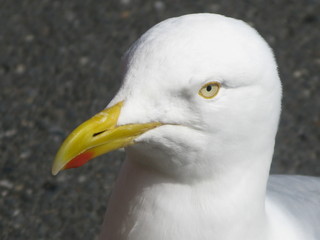Head of a herring gull