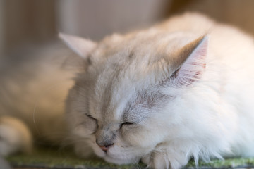 猫物語
