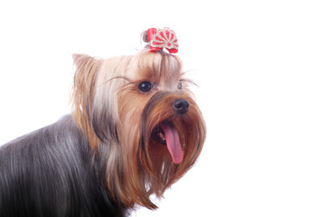 Yorkshire terrier
