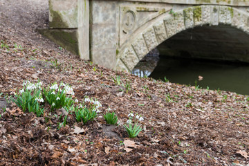 white snowdrop flowers in spring