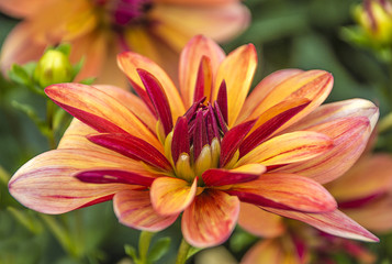 Naklejka premium Dahlia