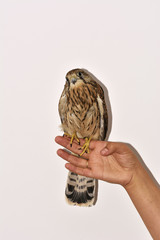 Kestrel ( Falco tinnunculus ) on hand.