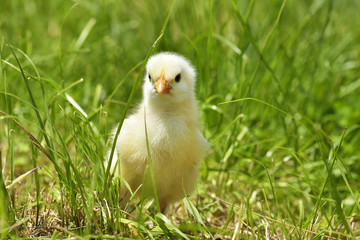 little chicken on a grass