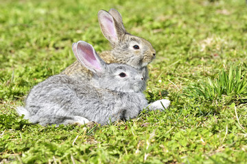 Little rabbits sitting outdoors in spring