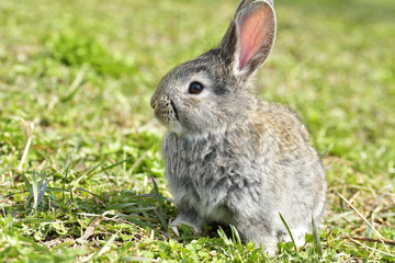 Little rabbits sitting outdoors in spring