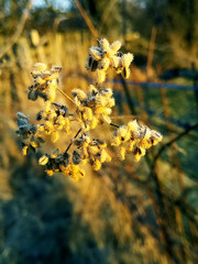 dry meadow plants closeop