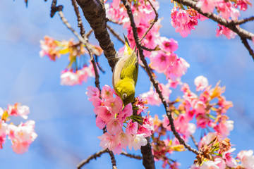 The Japanese White eye.The background is  cherry blossoms(Prunus x kanzakura‘Oh-kanzakura’）. Located in Tokyo Prefecture Japan.