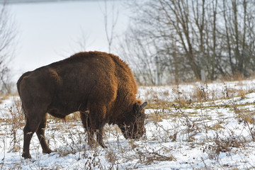 Big aurochs in winter forest