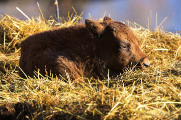 baby calf of aurochs