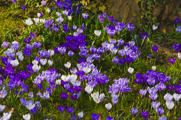 Crocuses in the spa gardens Baden Baden_Germany, Europe