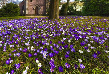 Crocuses in the spa gardens Baden Baden_Germany, Europe © karlo54