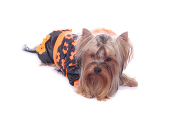 Puppy wearing a coat