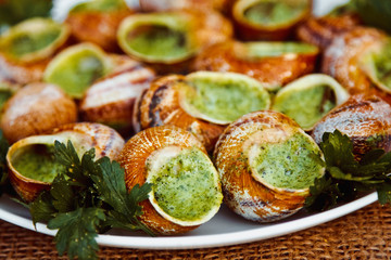 Fototapeta na wymiar Escargots de Bourgogne - Snails with herbs butter, gourmet dish in French traditional with parsley and bread on white platter