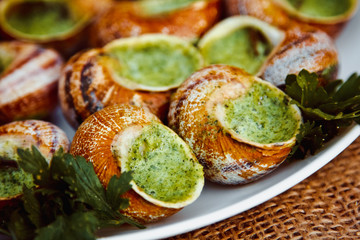 Escargots de Bourgogne - Snails with herbs butter, gourmet dish in French traditional  with parsley and bread on white platter