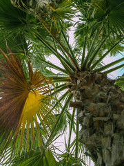 Looking up at palm trees