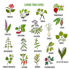 Obraz premium Best herbs for cardio tonic