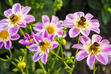 Fototapeta premium Dahlia