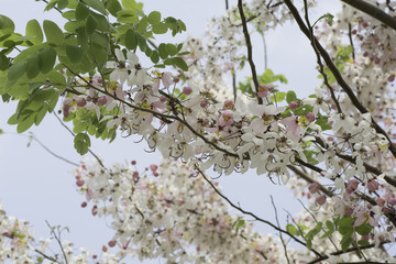 Branches with pink  flowers on a background sky
