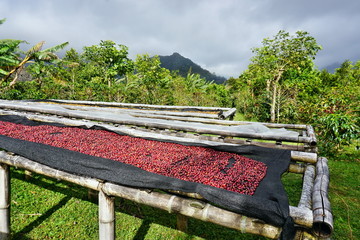 Kaffeebohnen aus Boquete Panama