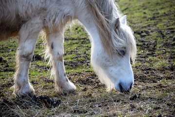 Ein helles liebes Pferd mit dickem Winterfell sucht auf der kargen Weide am Anfang vom Frühling Futter.