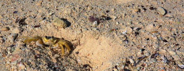 Sea crab on the sandy beach.
