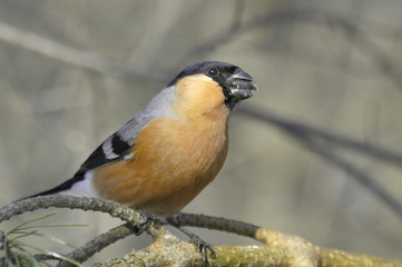 Bullfinch male on a pine branch. 
