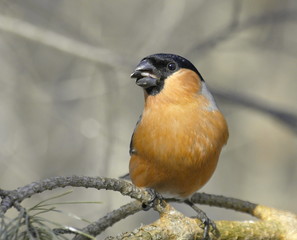 Bullfinch male on a pine branch. 
