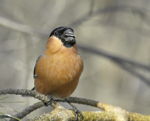 Bullfinch male on a pine branch. 
