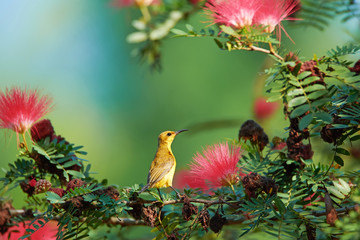 Beautiful female Olive-backed Sunbird (Nectarinia Jugularis) sitting on a mimosa tree branch among the pink mimosa flowers. 