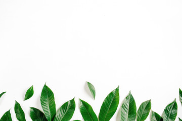 Header. Green leaves on white background. Flat lay, top view. Floral composition