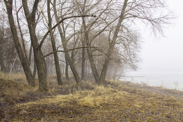 Spring forest in the fog