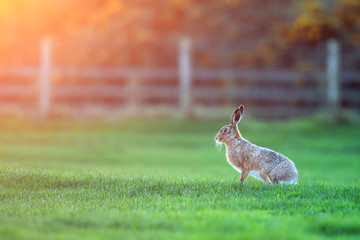Brown Hare in evening sunlight