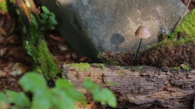 Vegetation, mushroom, log and rock on the  forest floor