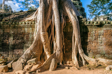 Trees growing out of Ta Prohm temple, Angkor Wat in Cambodia.