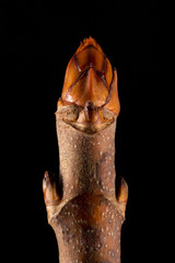 Knospe v. Rosskastanie (Aesculus hippocastanum) auf schwarz