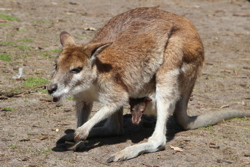 Australian wallaby with joey